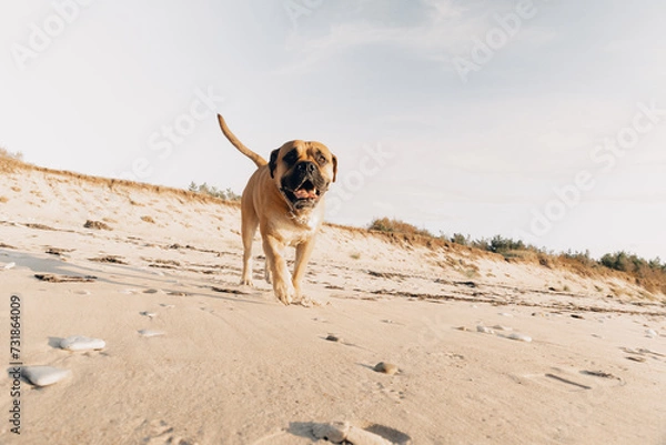 Obraz dog on the beach