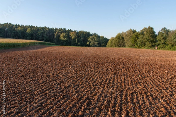 Fototapeta field in spring