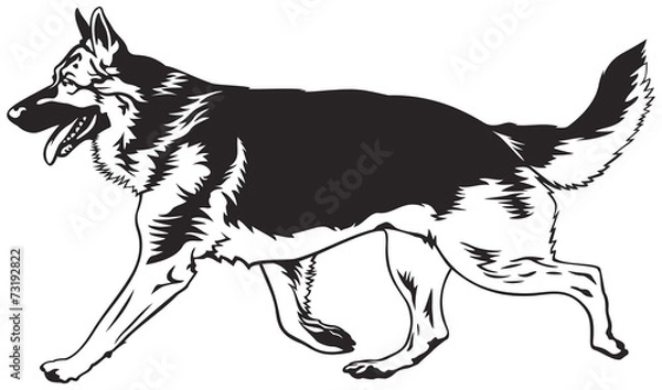 Obraz Running dog, German shepherd run