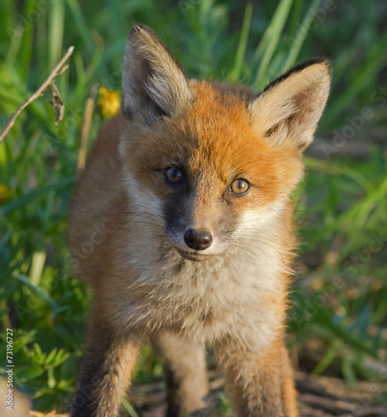 Fototapeta Red fox cub 