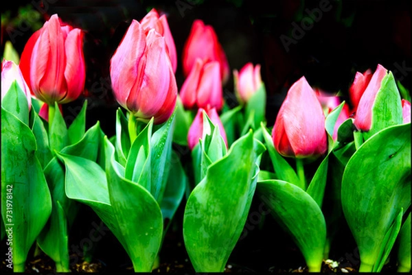 Obraz tulips in the garden