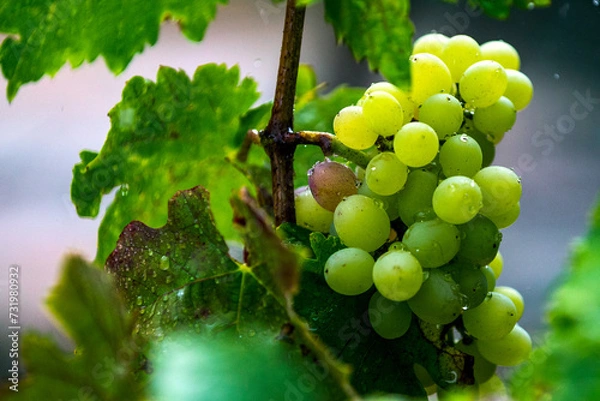 Obraz bunch of grapes