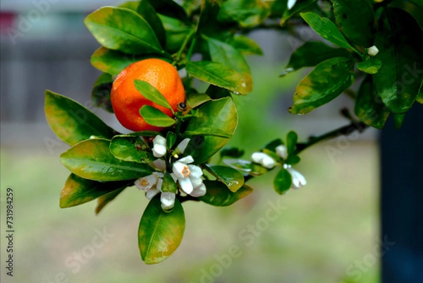 Obraz leaves on a tree