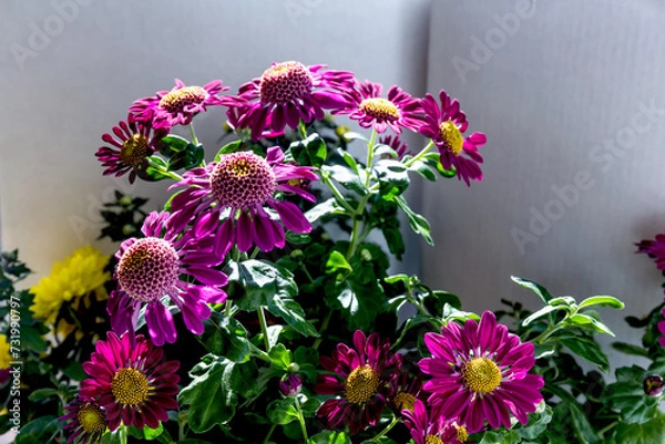 Obraz flowers on a wall