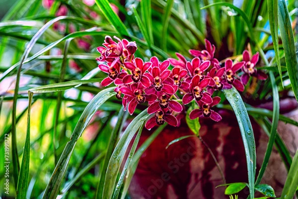 Obraz orchids in a garden