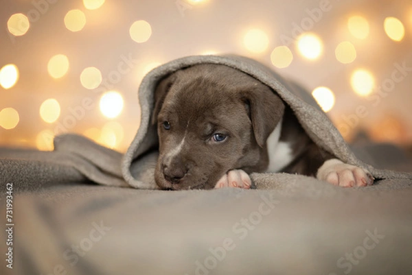 Obraz Cute puppy sleeping