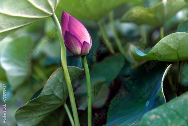 Obraz pink lotus bub