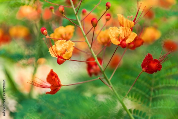 Obraz poppy flowers in the tree