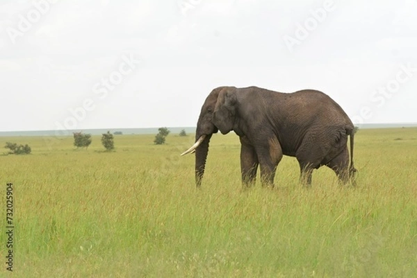 Obraz elephant in the savannah