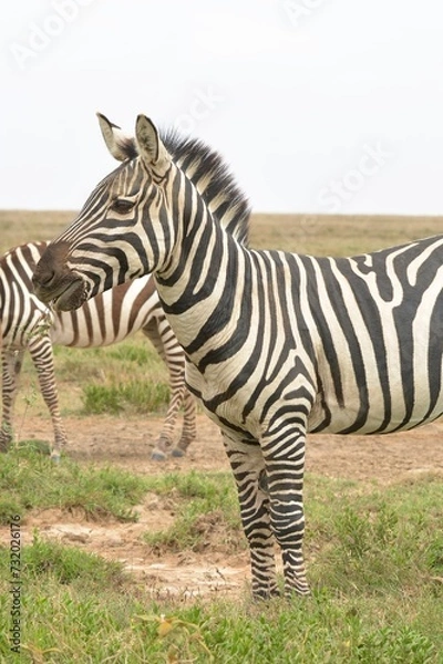 Obraz zebra in the wild