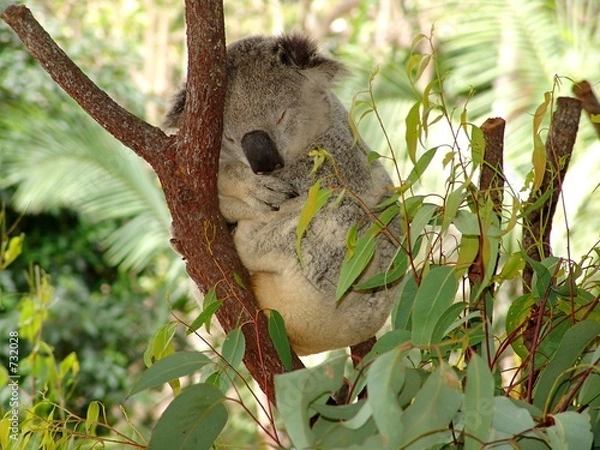 Obraz koala