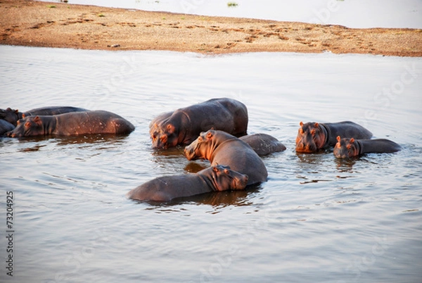 Obraz One day safari in Tanzania - Africa - Hippos