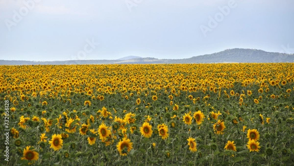 Fototapeta Sunflower field and windmill.  The major sunflower-producing provinces, namely the Free State and. North West, contributed 90.3% of the total crop. 