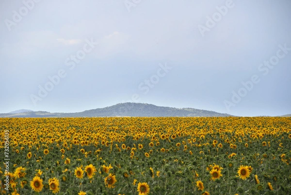Fototapeta Sunflower field and windmill.  The major sunflower-producing provinces, namely the Free State and. North West, contributed 90.3% of the total crop. 