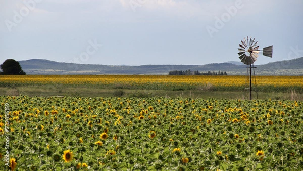 Fototapeta Sunflower field and windmill.  The major sunflower-producing provinces, namely the Free State and. North West, contributed 90.3% of the total crop. 