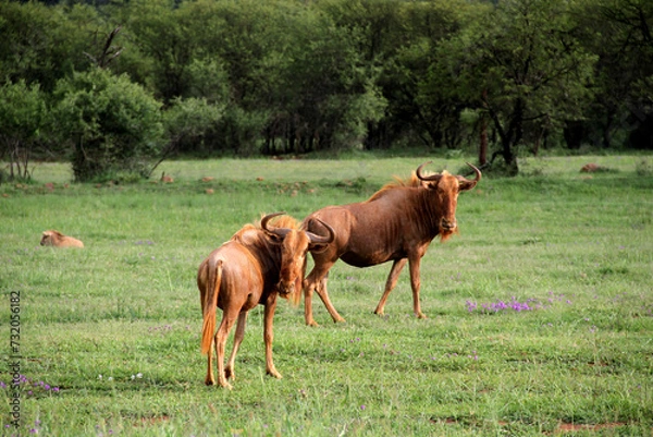 Fototapeta The first Golden Wildebeest Bull was captured by Alec Rough in the early 1990's on the game farm Swinburne, in the Limpopo Valley. This is the area where the majority of Golden Wildebeest originates).