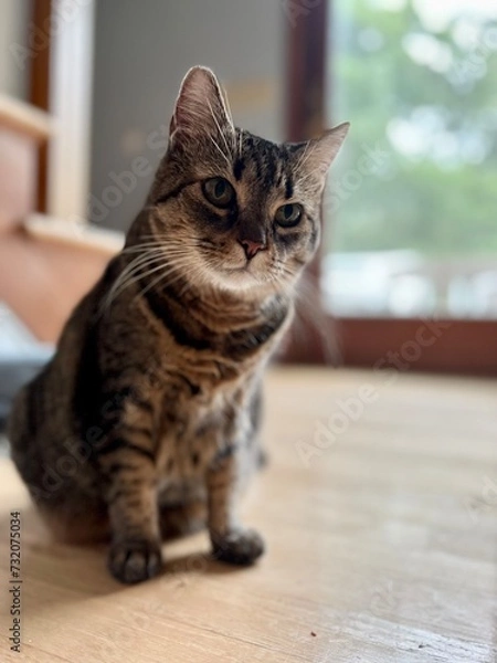 Fototapeta portrait of a cat