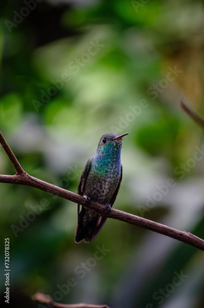 Obraz Hummingbird on a branch