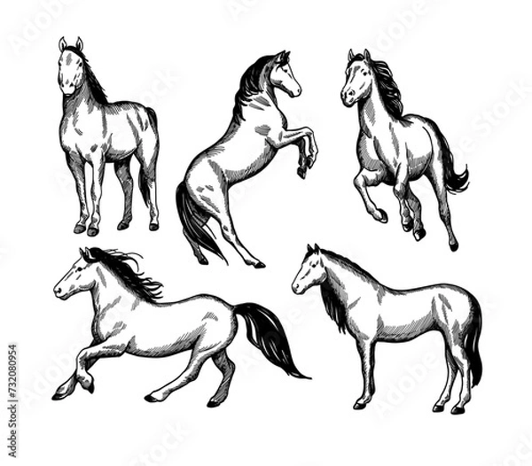Obraz hand drawn horses