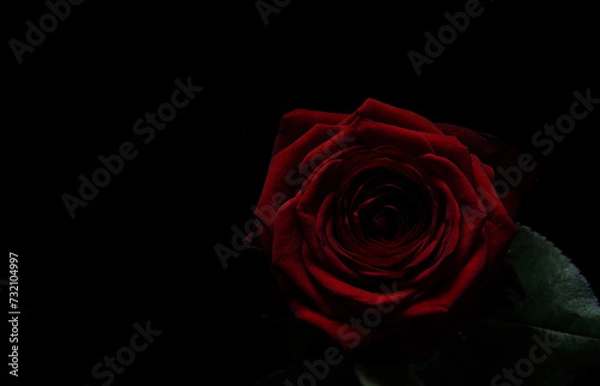 Fototapeta red rose on black