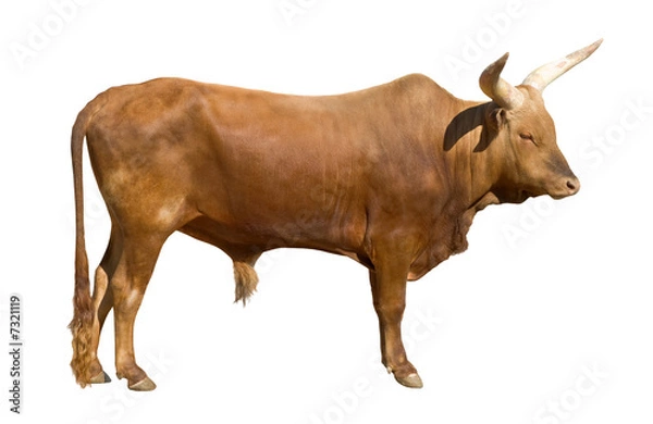Fototapeta Wycięcie byka Watusi