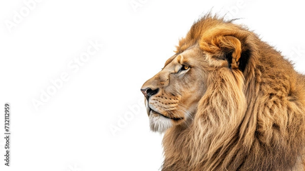 Fototapeta male lion's head cutout with mane isolated on white, side wiew on transparent png background	
