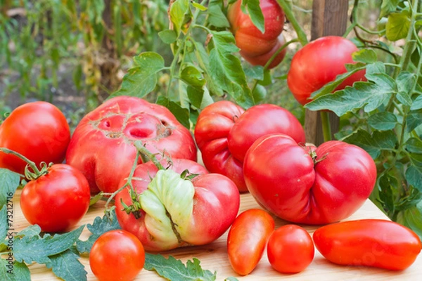 Obraz Inglorious tomatoes