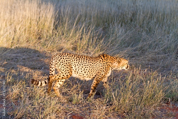 Fototapeta Cheetah, Namibia