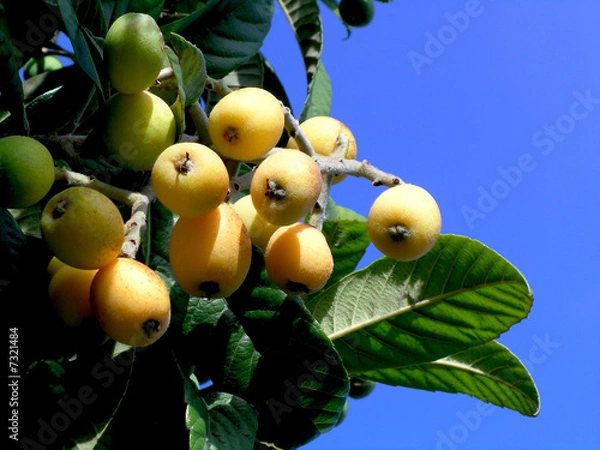 Obraz Blue Sky Medlar