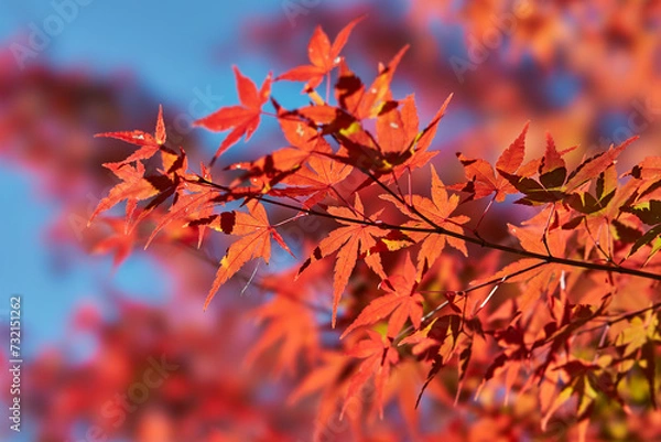 Fototapeta 神奈川県　宮ヶ瀬のもみじ
