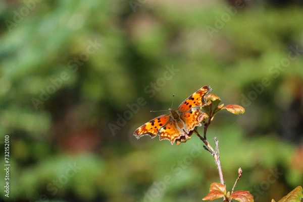 Obraz butterfly on a flower