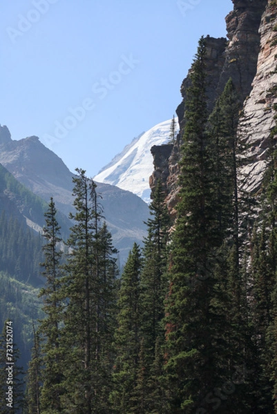 Obraz trees in the mountains