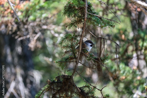 Obraz woodpecker on a tree