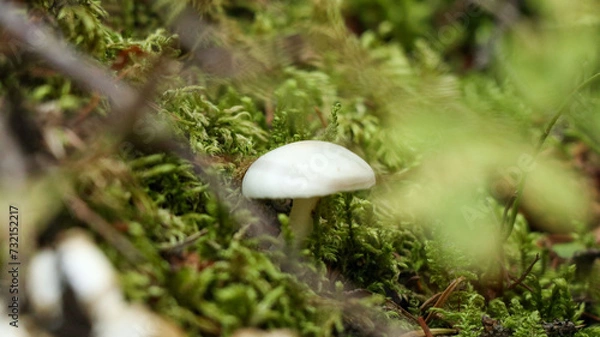 Obraz Mushroom in the forest
