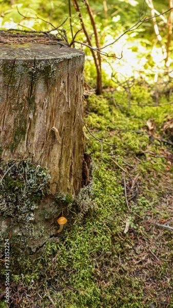 Obraz Mushroom in the forest