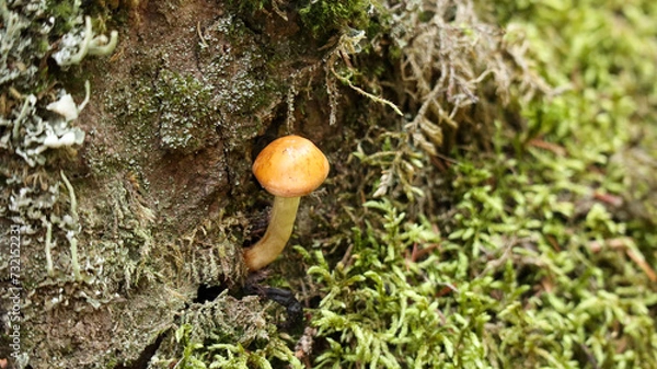 Obraz Mushroom in the forest