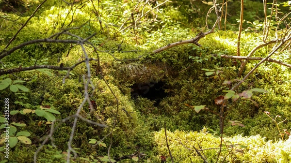 Obraz mini moss cave in the forest 