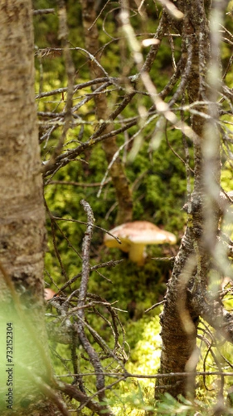 Obraz Mushroom in the forest