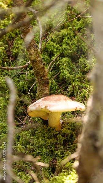 Obraz Mushroom in the forest