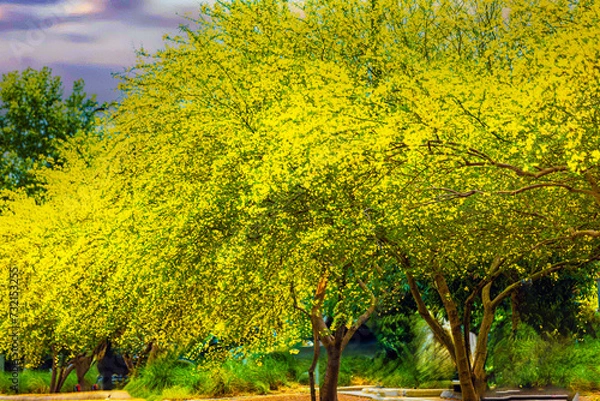 Obraz tree in the park