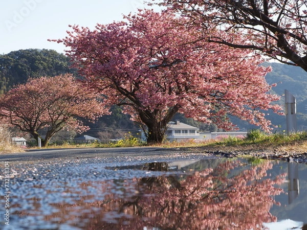 Obraz 水たまりと河津桜