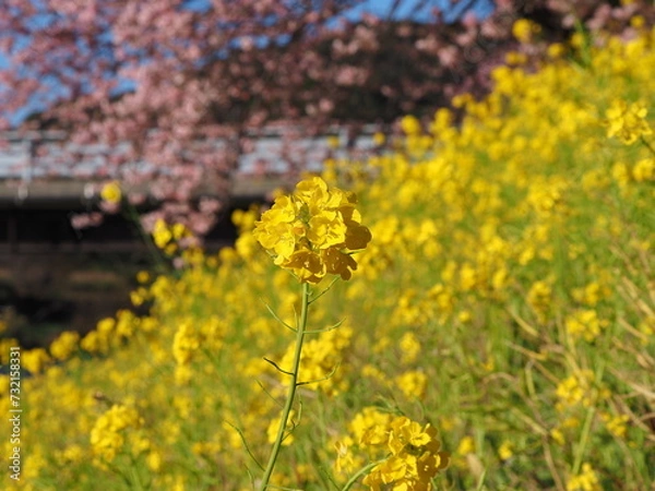 Fototapeta 河津桜と一輪の菜の花