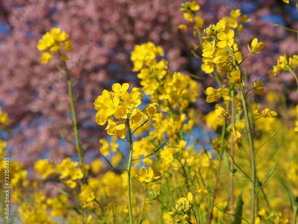 Fototapeta 菜の花と桜