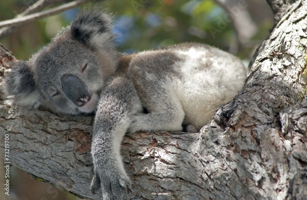 Fototapeta Koala śpi w drzewie