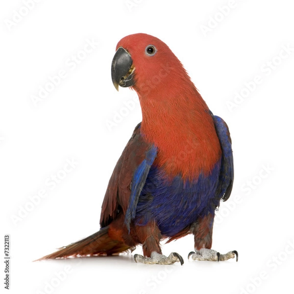 Fototapeta Eclectus Parrot - Eclectus roratus  (1 years)