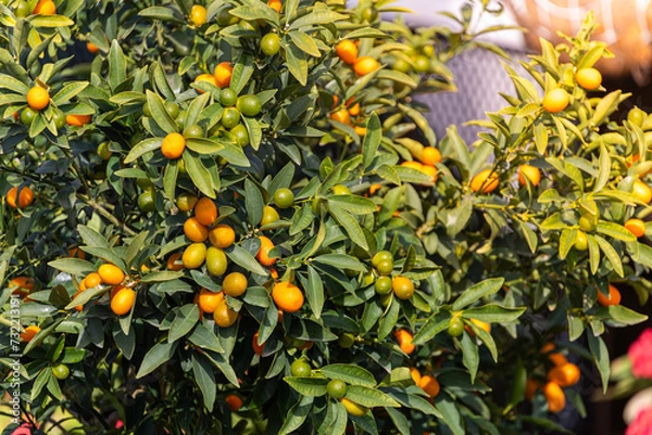 Fototapeta close-up of a beautiful tree with orange large  kumquats surrounded by many bright green leaves, soft focus