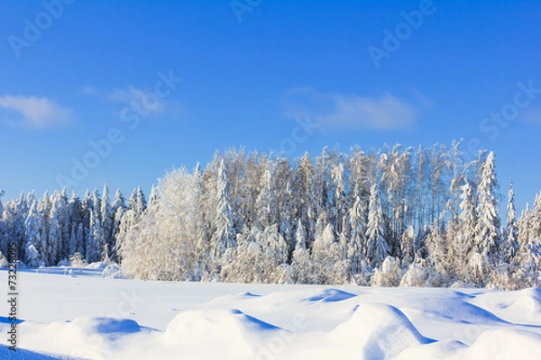 Fototapeta Forest is Calling