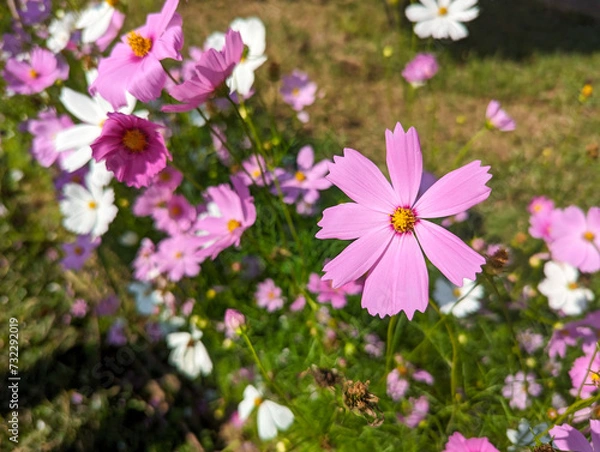 Fototapeta A Field of Pink and White Flowers on a Sunny Day, A vibrant field filled with blooming pink and white flowers, illuminated by the warm rays of the sun.