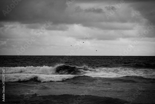Fototapeta Trio of Gulls Flying Over the Ocean
