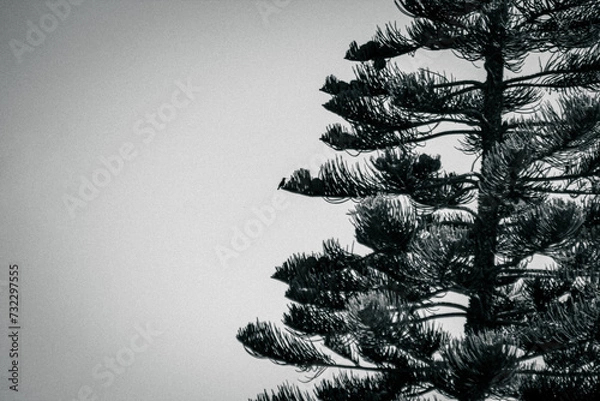 Obraz Silhouette of a Sunbird on a Pine Tree